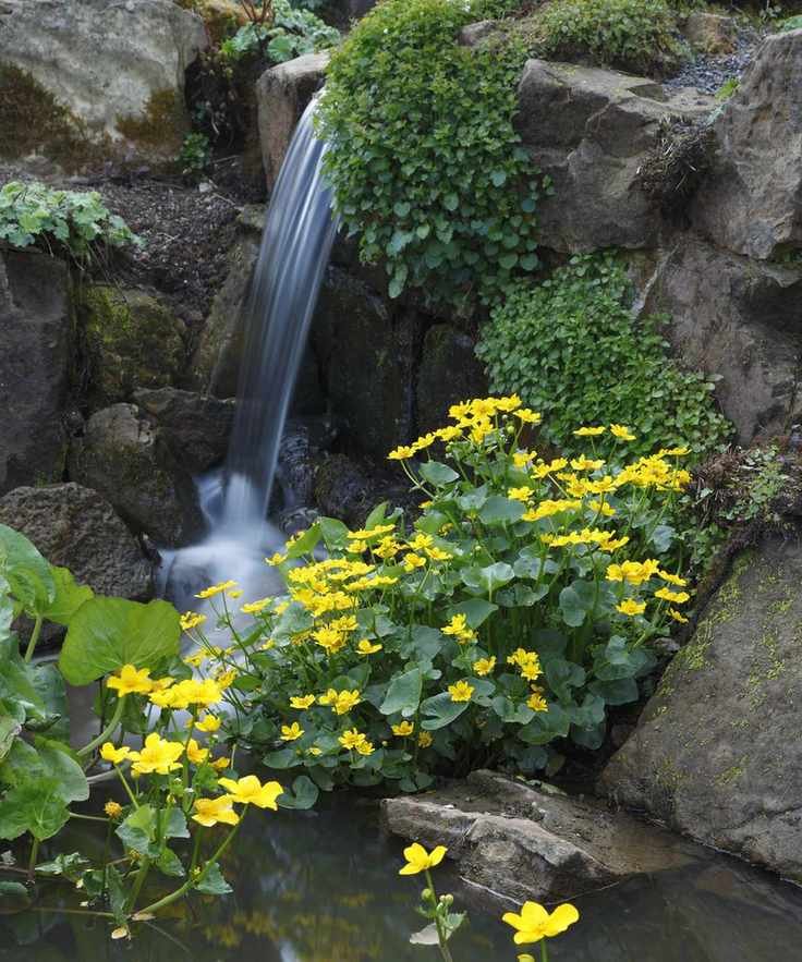 A rockery with waterfall and yellow flowers