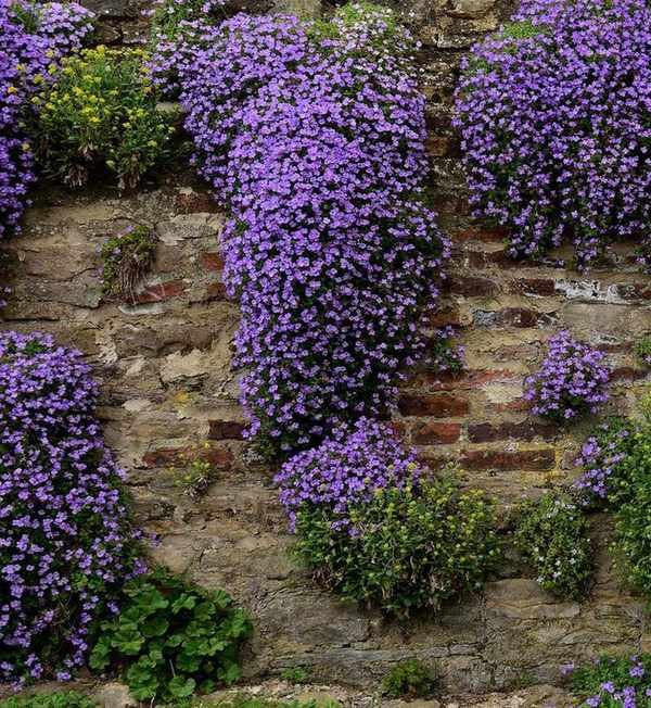 purple flowers of aubretia growing over a stone wall
