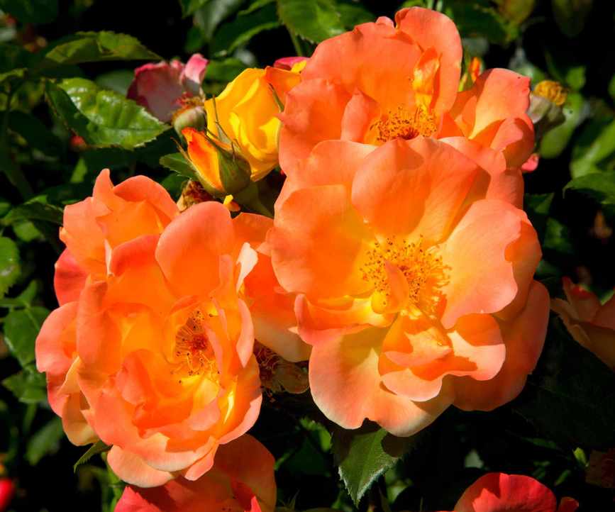 Rosa 'The Magician' with orange open blooms