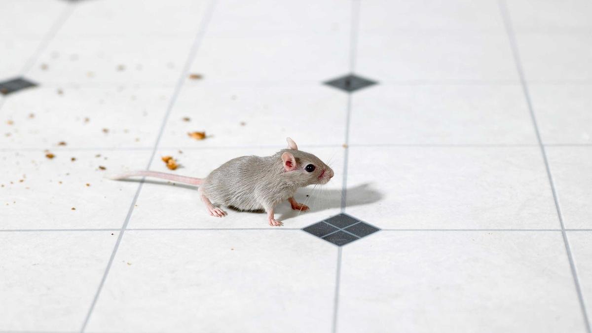 5 Clear Signs You Might Have Mice in Your Home