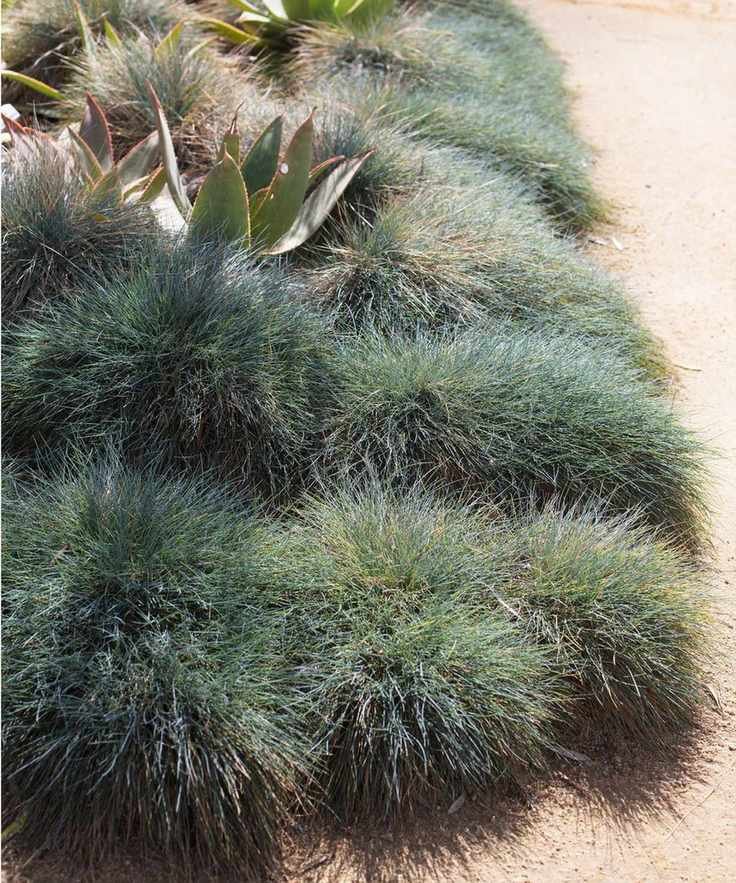 Festuca glauca 'Beyond Blue'