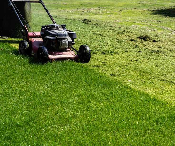 A lawnmower with a mulching plug mulching lawn clippings