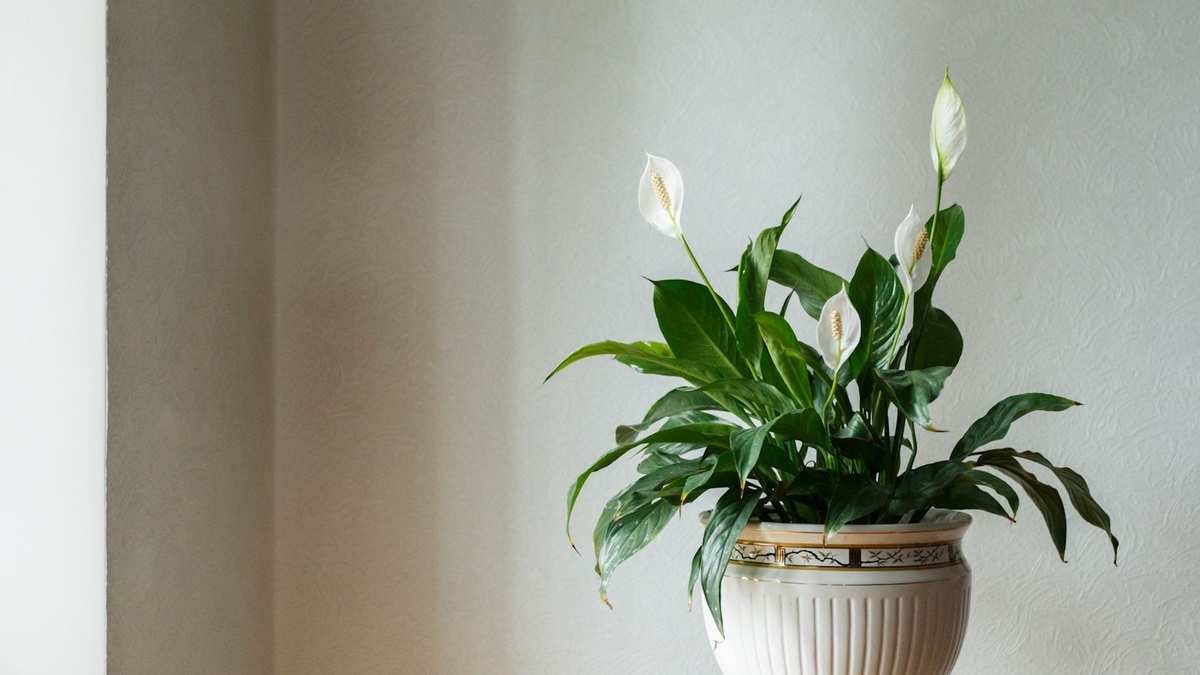 Causes of Brown Leaves on Your Peace Lily and How to Fix Them