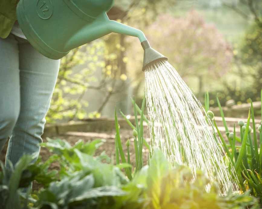 When to water plants – to keep them healthy and use water wisely