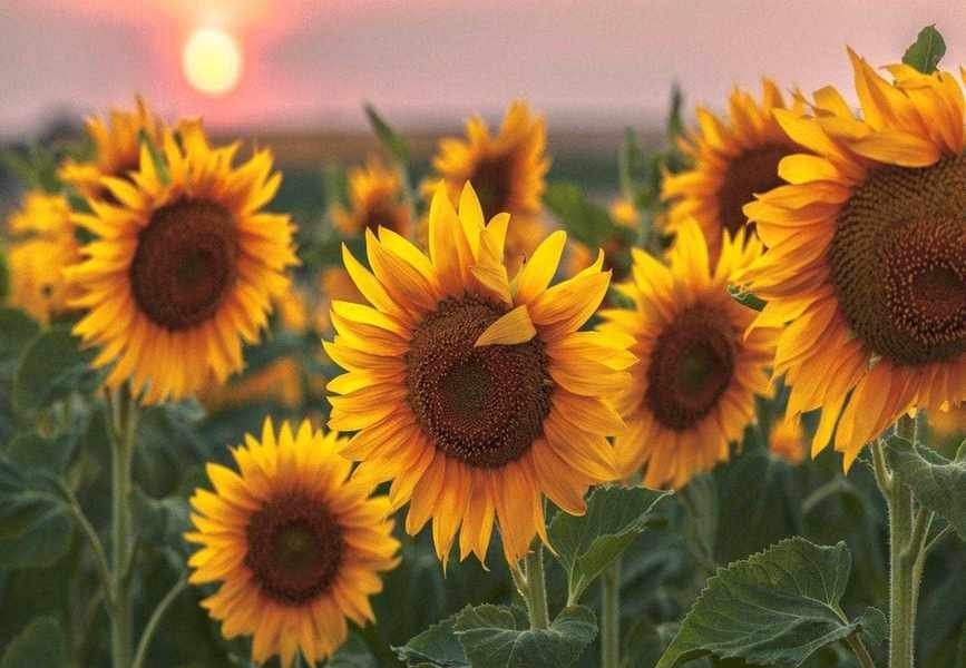 Key Steps for Successful Sunflower Growth in Pots