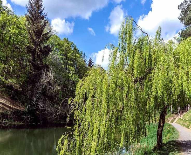 Transform Waterlogged Soil with These 5 Trees That Absorb Moisture