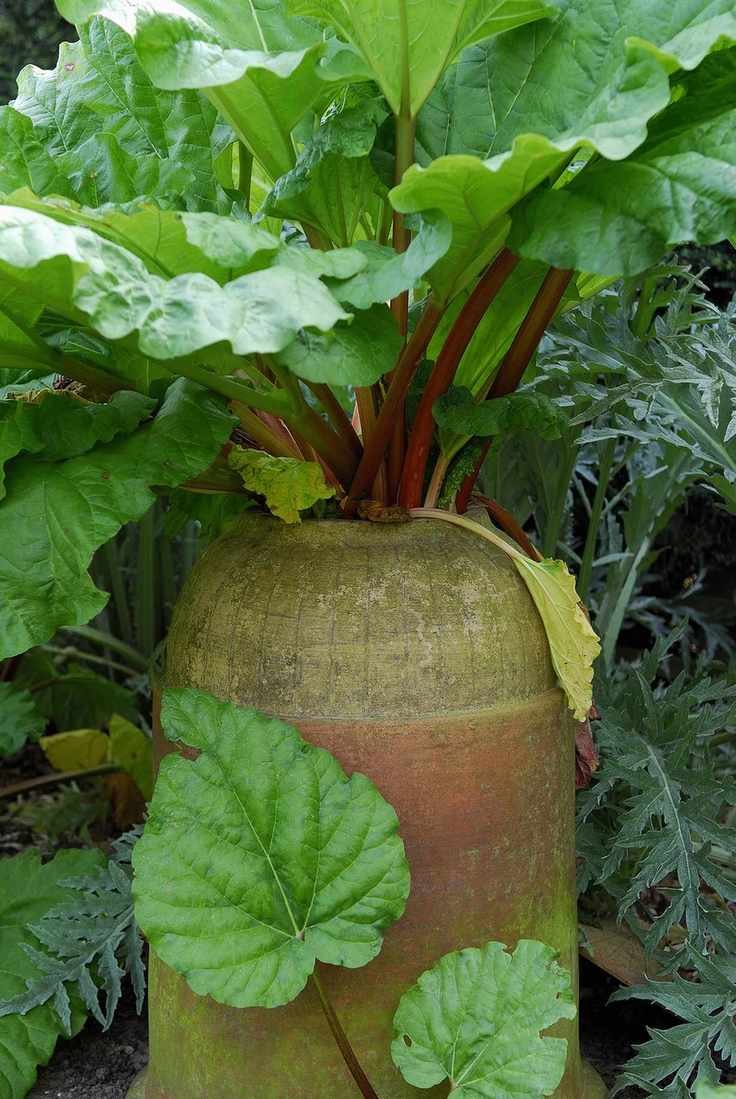 Rhubarb forcing pot