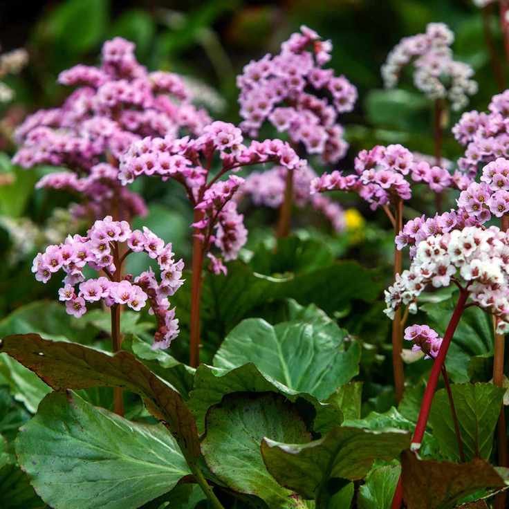 Bergenia cordifolia