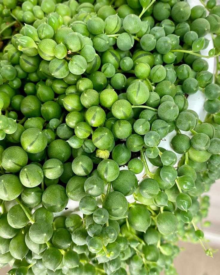 string of pearls houseplant close up of round green pearl-shaped leaves