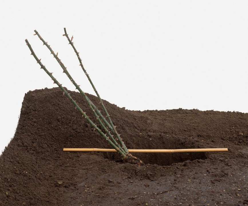 Using a cane to measure correct planting depth