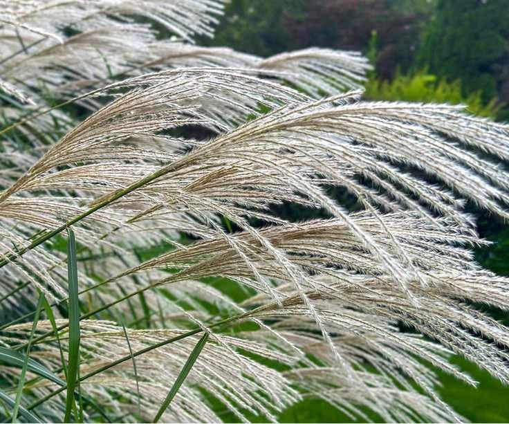Miscanthus