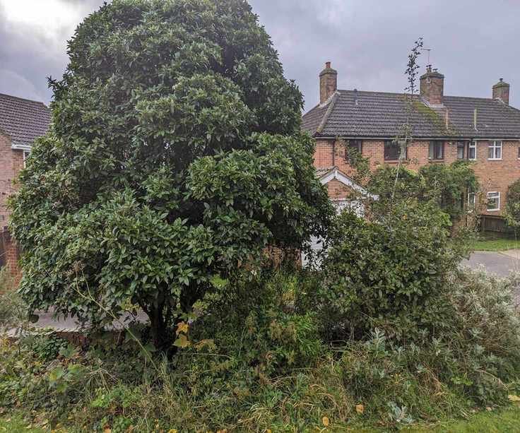 Overcrowded trees in the author's front garden
