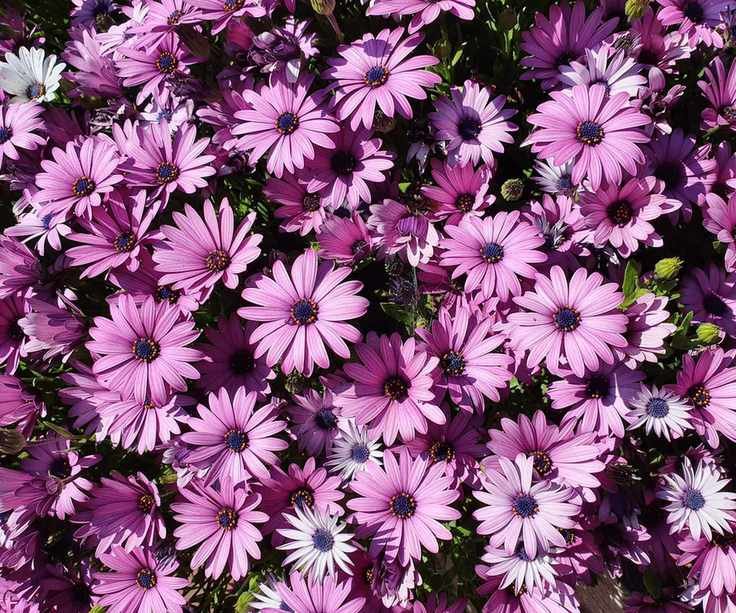 Pink osteospermum blooms