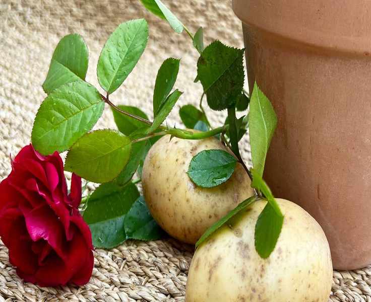 Growing Rose Cuttings in Potatoes: A Fun Gardening Experiment