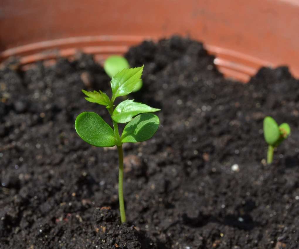 Apple tree seedling
