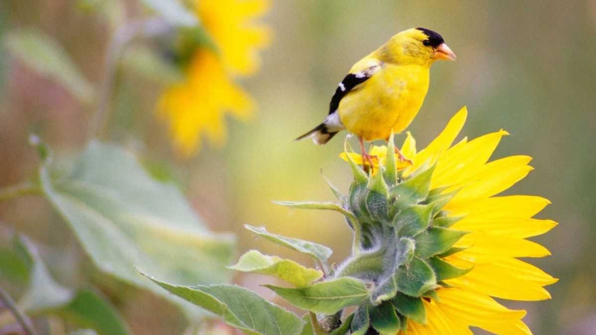 Why Homeowners Should Opt for Native Plants Over Seeds to Attract Birds