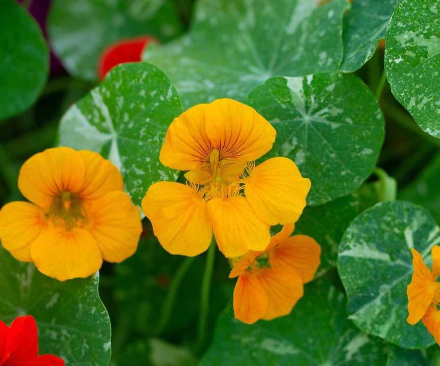orange nasturtium flowers