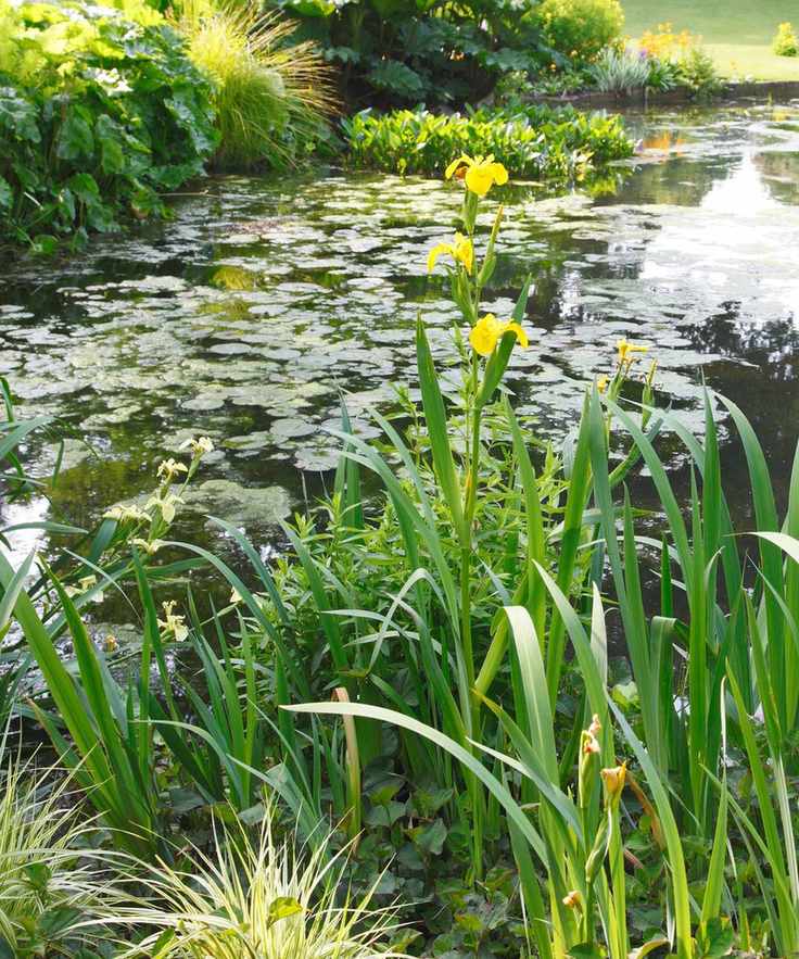 drought tolerant planting iris