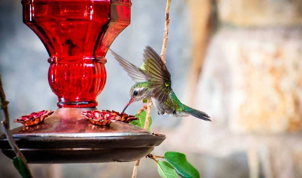 Best Tips for Positioning a Hummingbird Feeder in Your Backyard