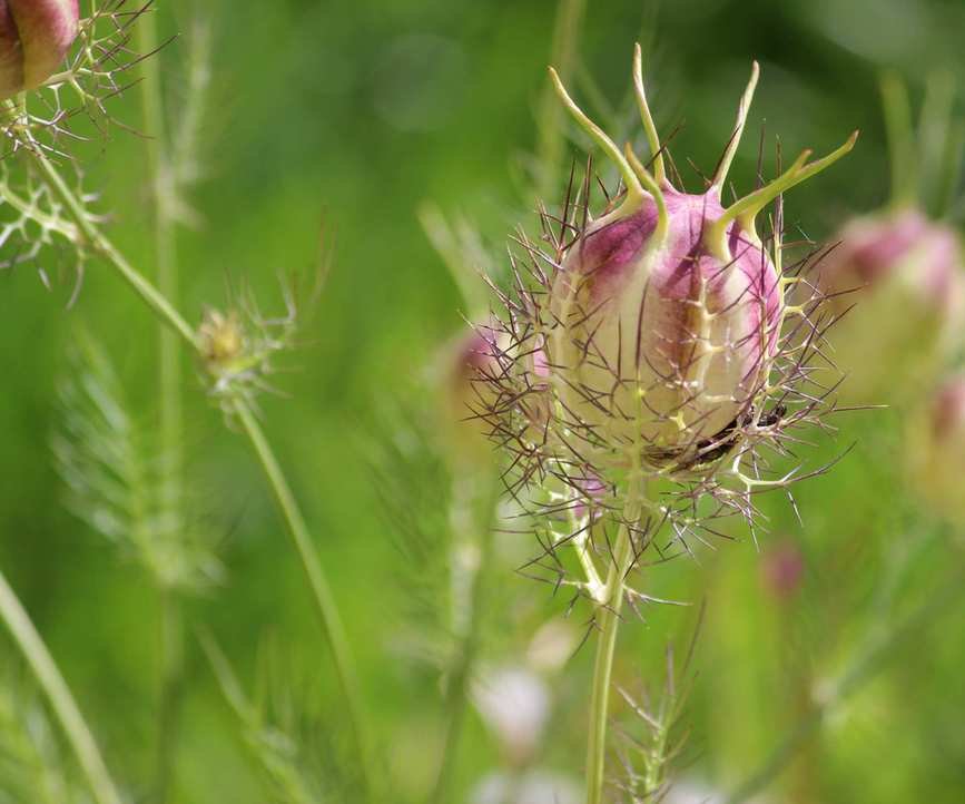 Nigella seed pod