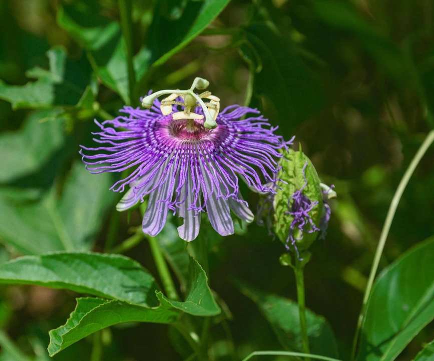 Passion flower, Passiflora incarnata, in a green garden