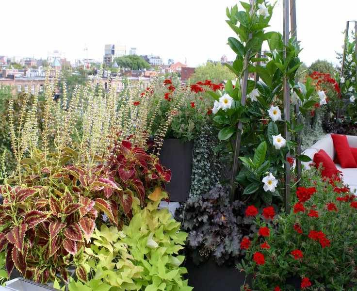 roof garden in boston