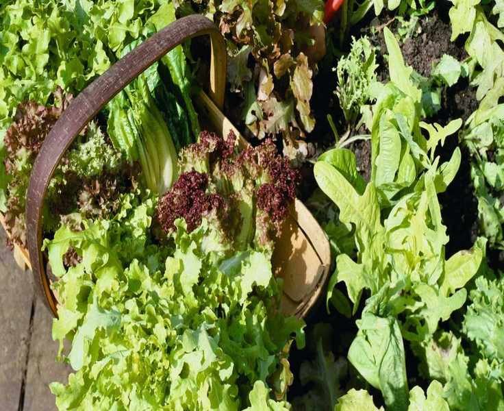 Top 5 Cut-and-Come-Again Lettuce Varieties for Home Gardens
