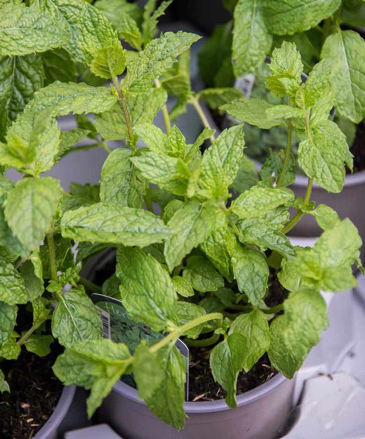 mint in pots