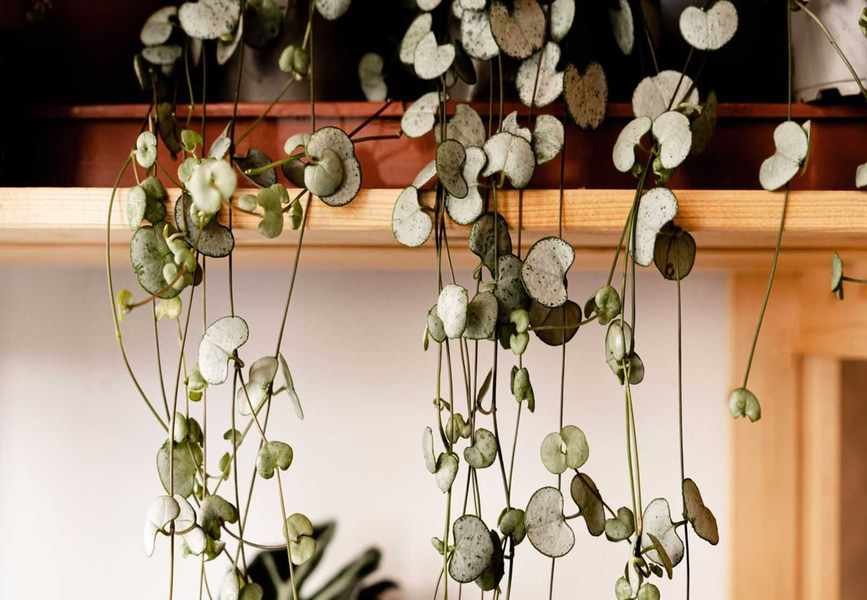 Caring for Your String of Hearts Plant in April for Spring Growth