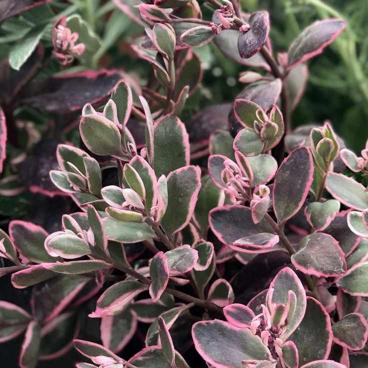 purple garden plant Hylotelephium