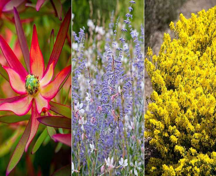 Top 12 Drought-Tolerant Shrubs for Low-Water Gardens