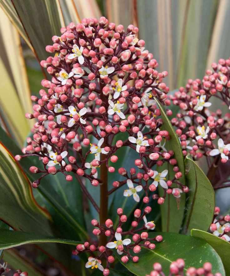 Flowering skimmia in container garden in the fall