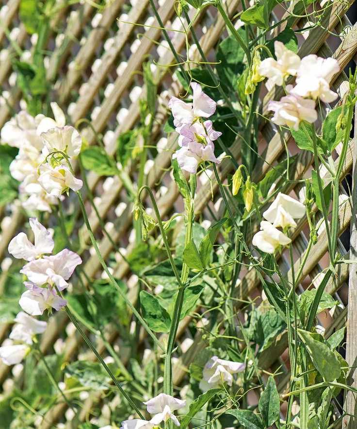 A trellis adorned with climbing sweet pea flowers.
