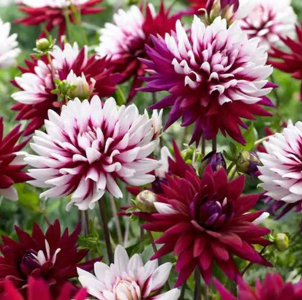 Rebecca's World Dahlia Tubers