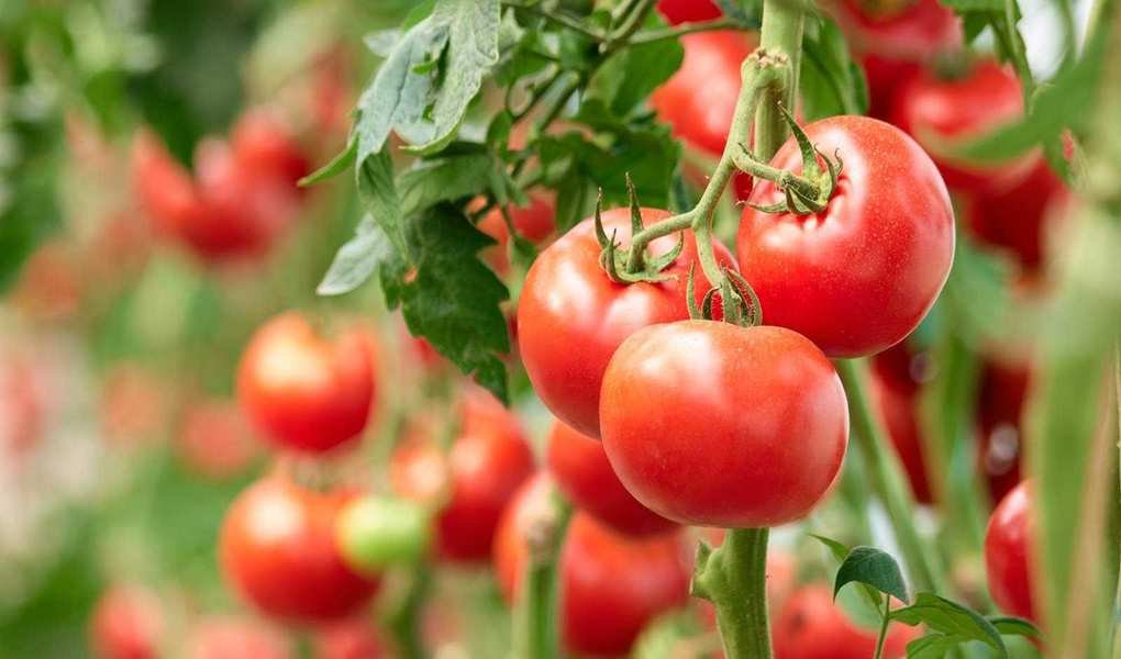 Growing Tomatoes in Pots: An Easy String Method for Beginners