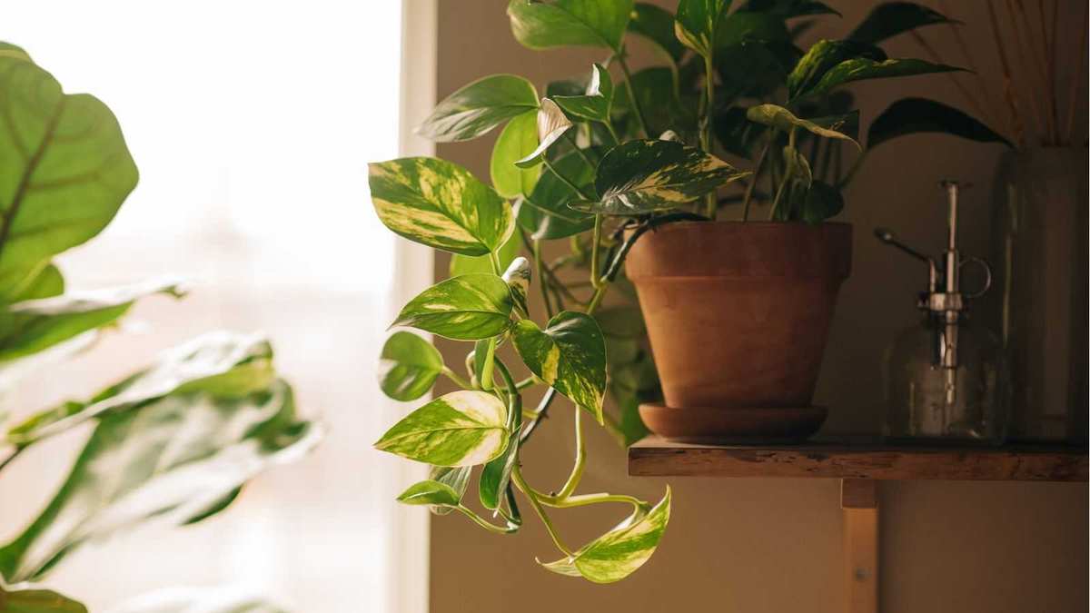 An $8 Pebble Tray Transformed My Houseplants and Aesthetic