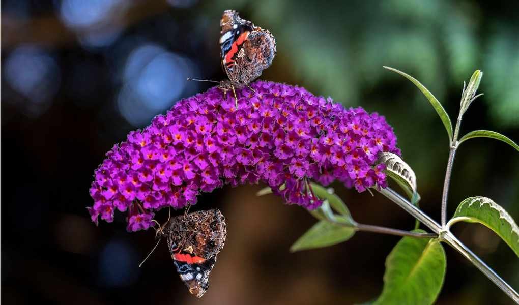 Pruning Buddleia: Essential Timing and Techniques for Vibrant Blooms