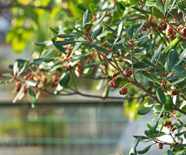 Ternstroemia gymnanthera
