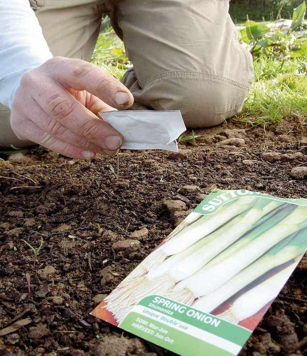 Sowing spring onion seeds in ground