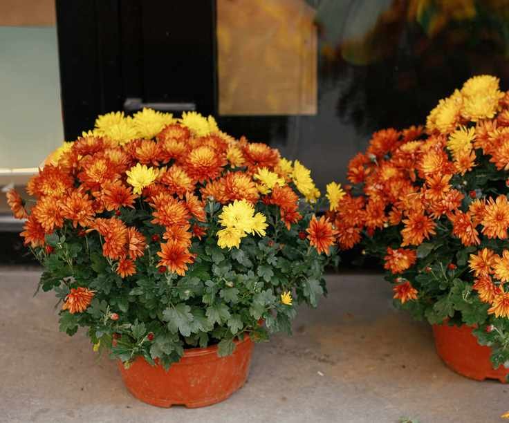 Fall flowers in pots