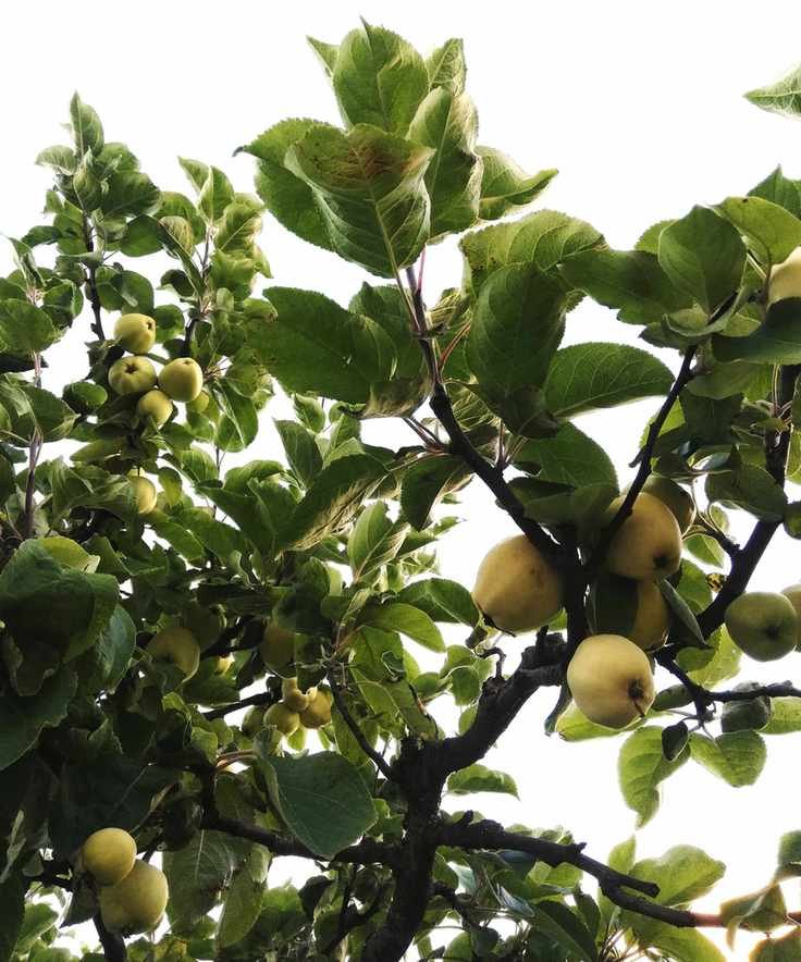 apple tree