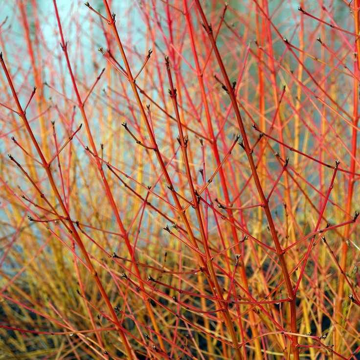 cornus midwinter