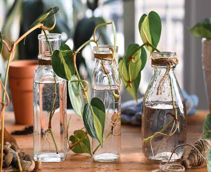 Stylish Magnetic Vases for Your Fridge to Showcase Houseplants