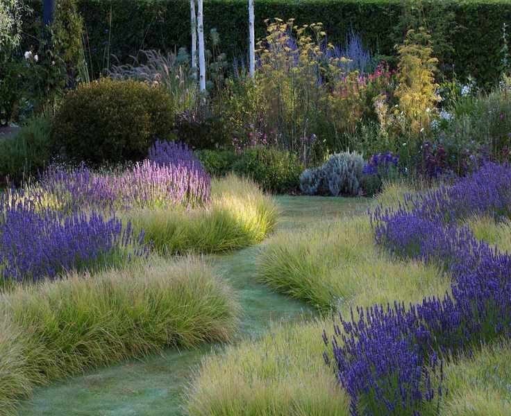 Growing Lavender: Tips for Flower Borders and Dry Gardens
