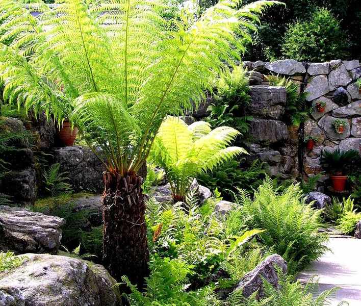 Top Shade-Loving Ferns – 8 Stunning Varieties to Grow