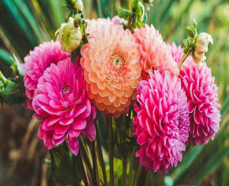 Dahlia Diseases: Effective Strategies to Protect Your Blooms