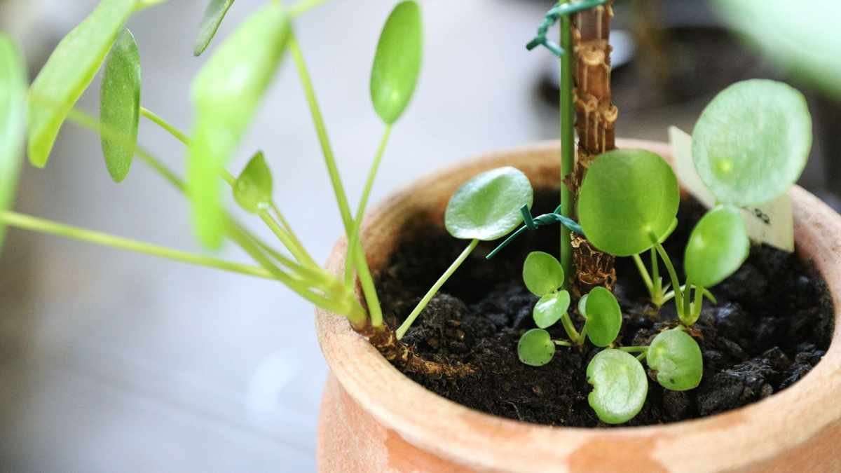 Propagating Chinese Money Plants: A Simple Guide