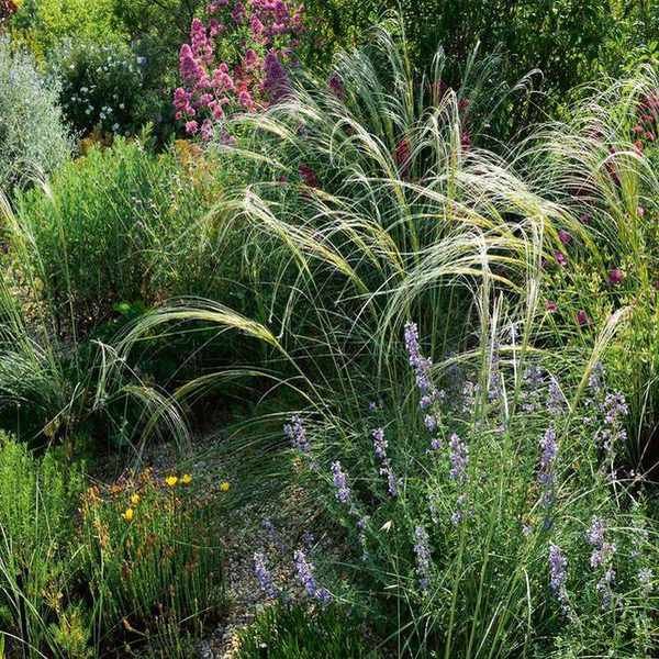Dry garden with groundcover planting with pink, purple and yellow flowers in a dry garden