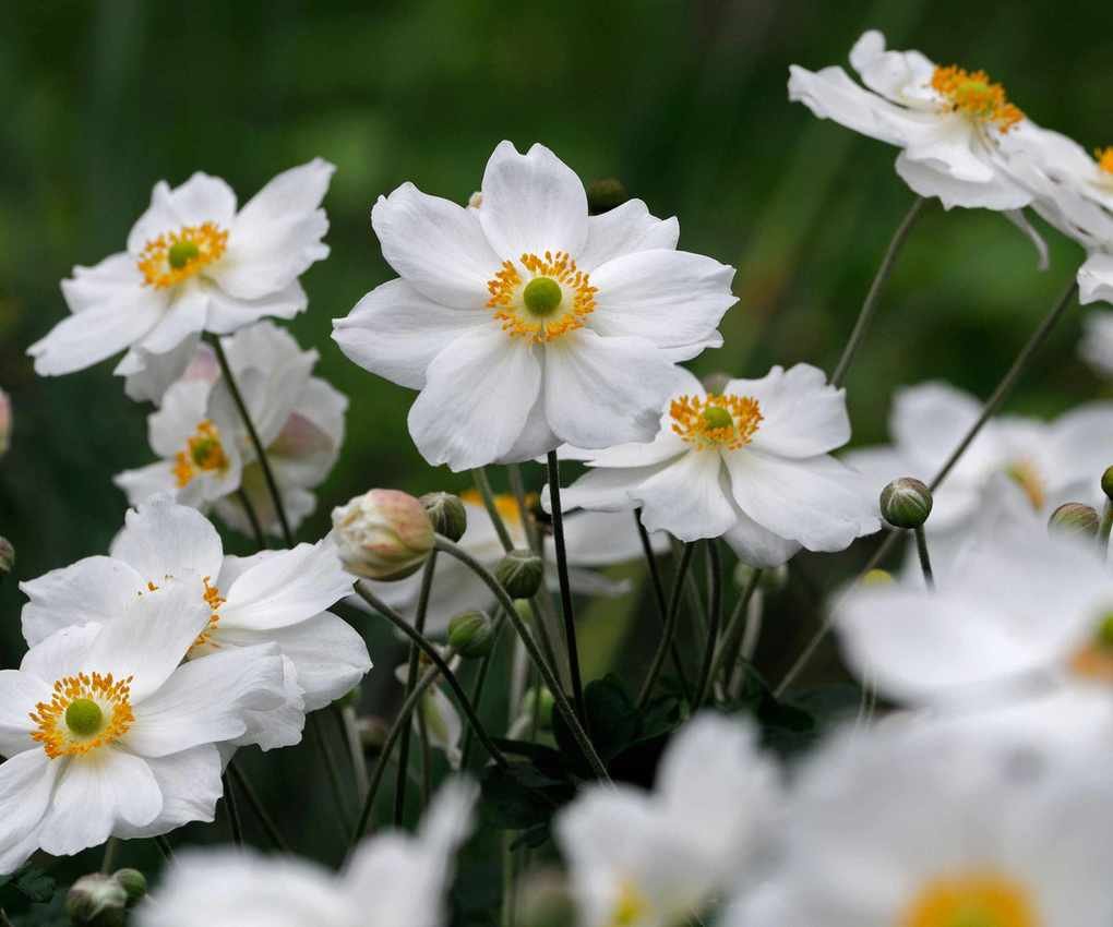 anemone hybrida 'honorine jobert' white flower