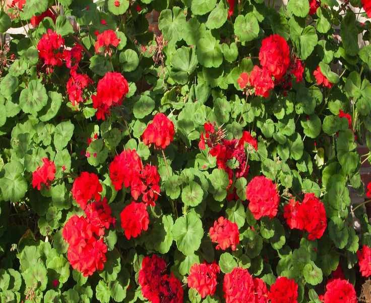 Overwintering Geraniums: Essential Tips for Keeping Them Thriving